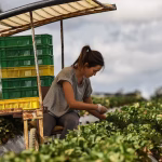 the New Horticulture Visa